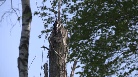 A-young-spotted-woodpecker-flying-off-from-an-old-dead-tree