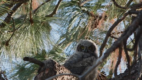 Great-horned-owlet-blinks-and-moves-its-head