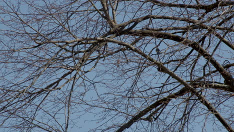 Small-sparrow-flying-off-of-tree-branch