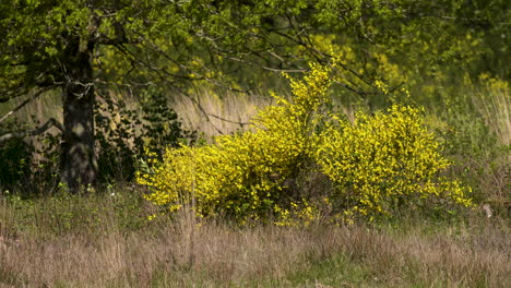 a-bright-yellow-colored-broom-bush-in-the-wind