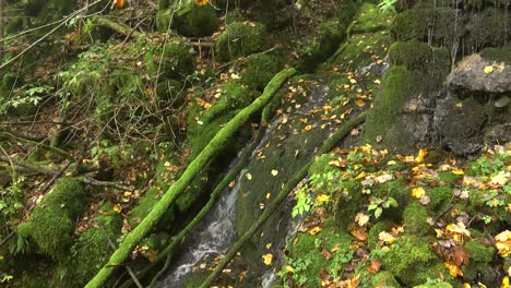Small-stream-running-over-mossy-rocks-in-forest,-autumn-leaves,-right-pan