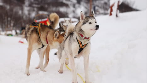 Ein-Hundeschlittenteam-Macht-Sich-Bereit,-In-Einer-Verschneiten-Umgebung-Zu-Laufen