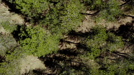 Pine-trees-forest-with-green-needles-texture-seen-from-above-on-high-mountains-on-a-sunny-day,-aerial-top-down-view