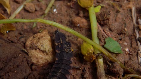 Macro-top-view:-caterpillar-crawls-on-dirt-ground-abruptly-stops-at-approaching-insect