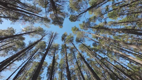 Tall-pine-trees-and-blue-sky-as-seen-from-below