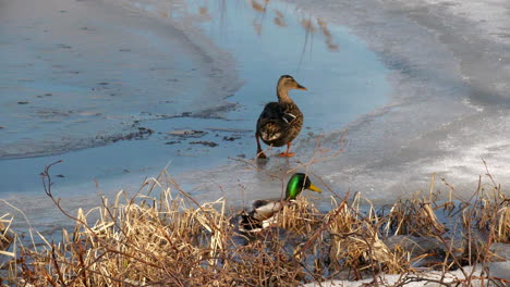 Male-and-female-mallard-ducks-walking-on-thin-ice-on-edge-of-lake