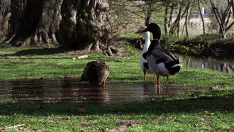Playful-ducks-splashing-beaks-on-water-pond-in-the-middle-of-green-grassy-meadow-on-quiet-park-with-big-trees