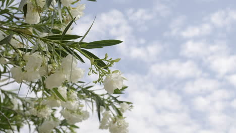 White-oleander-flowers-with-green-leaves,-panning-close-up