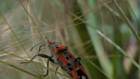 Extreme-close-up-profile-shot-of-small-milkweed-bug-on-skinny-green-grass-outdoors,-slow-motion