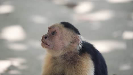 Capuchino-De-Cabeza-Blanca-Visto-Sentado-En-El-Suelo-Y-Siendo-Curioso-Sobre-Sus-Alrededores-En-Costa-Rica--Primer-Plano