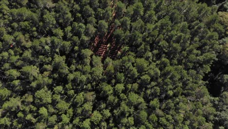 Green-treetops-of-dense-forest,-aerial-shot-directly-above