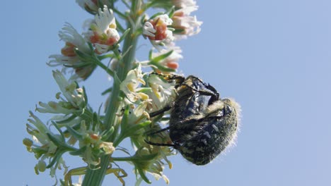 Close-up-of-two-black-and-white-chafer-beetles-mating-on-blossoming-plant-against-blue-sky