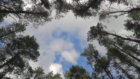 Looking-up-towards-a-cloudy-sky-through-trees,-circle-pan