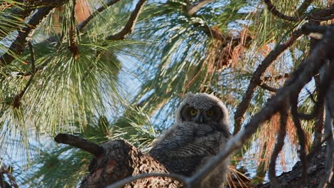 Great-horned-owlet-watching-from-a-tree-in-slow-motion