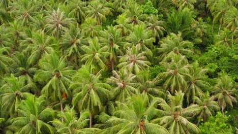 Aerial-flight-above-lush-green-palms-in-dense-Mentawai-island-jungle
