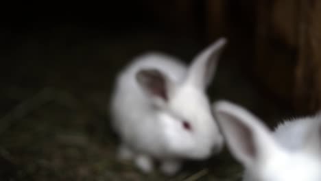 Süßes-Weißes-Kaninchen-Mit-Roten-Augen,-Das-Auf-Die-Kamera-Schaut,-Während-Ein-Anderes-Von-Hinten-Näher-Springt,-Rack-Fokus