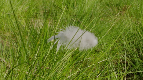 Close-up-of-white-bird-feather-stick-in-between-the-grass