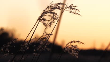 Reed-Bewegt-Sich-Langsam-Im-Wind-Bei-Goldenem-Sonnenaufgang,-Wunderschöne-Naturszene