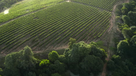 Antenne:-Beau-Constantia-Sonnenuntergang-Weingebiet