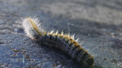 Macro-view-of-tiny-fuzzy-caterpillar-and-curls-around-with-pink-appendages-with-one-worm-behind