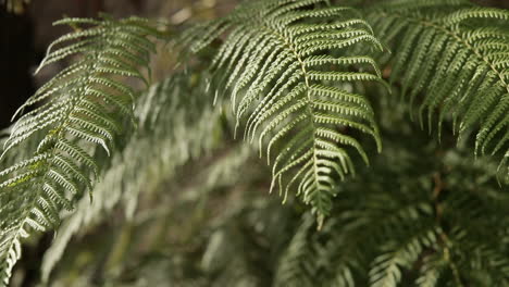Close-up-to-the-leaves-of-a-fern-tree,-with-beautiful-shades-of-green-color