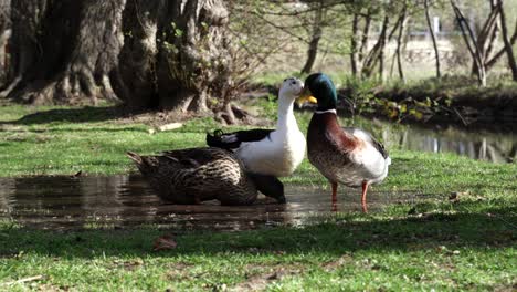 Three-cute-domestic-ducks-splashing-on-water-of-pond-inside-quiet-park-with-big-trees-near-canal