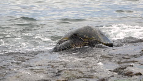 Small-waves-washing-across-the-smooth-back-of-a-green-sea-turtle,-Laniakea-Beach,-North-Shore,-Hawaii