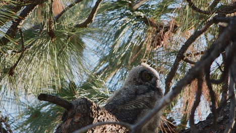 Great-horned-owlet-blinks-and-turns-its-head