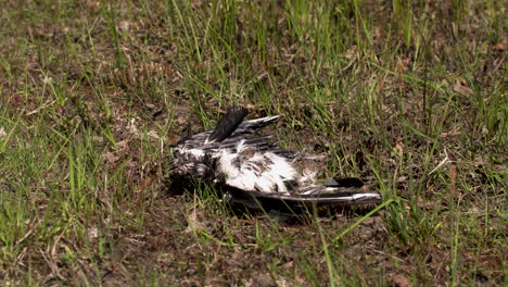 The-dead-bird-is-now-rotting-in-a-grassland