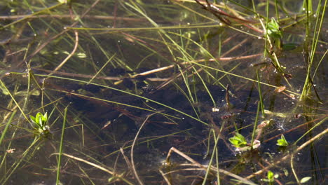 One-week-old-tadpoles-feed-together-in-a-pool-of-algae-on-a-sunny-day