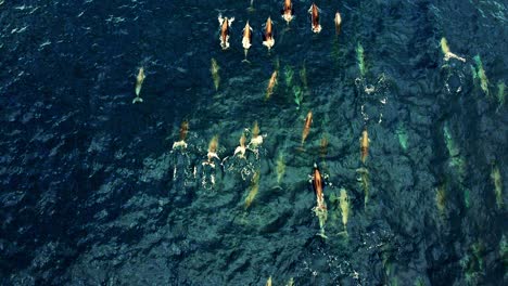 Vista-Superior-De-Delfines-Nadando-En-El-Océano-Azul---Toma-Aérea