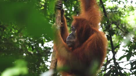 Hermosa-Orangután-Hembra-Mira-De-Cerca-Mientras-Cuelga-De-Un-árbol