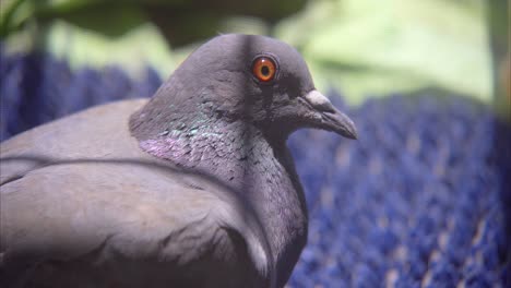 pigeon-in-the-balcony-looking-in-camera