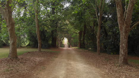 Straight-dirt-road-leading-through-green-forest,-push-in