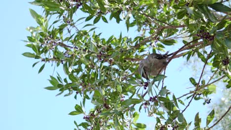 A-Bird-Eating-The-Fruits-Of-A-Bay-Laurel-Tree-Under-The-Bright-Blue-Sky---Low-Angle-Shot