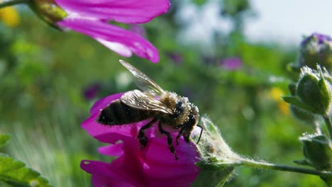 Nahaufnahme:-Honigbiene-Arbeitet-Hart-Daran,-Pollen-Und-Nektar-Auf-Lila-Blüten-Zu-Finden