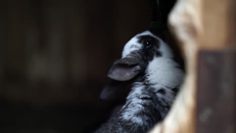 Adorable-little-black-and-white-bunny-sipping-water-from-nozzle-on-bottle-hanging-on-wall-of-cage