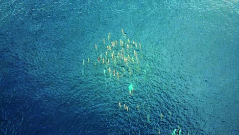 Spinner-Dolphins-Jumping-And-Swimming-Fast-Across-The-Clear-Deep-Blue-Ocean---Aerial-Shot
