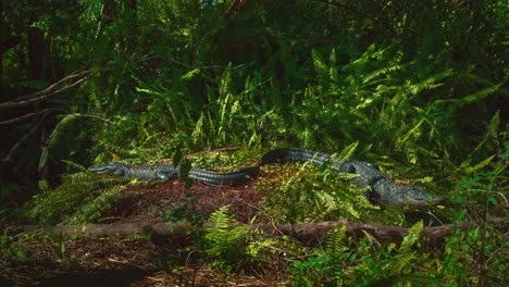Two-Alligators-in-the-famous-Florida-Everglades-close-to-Miami-are-lying-next-to-each-other-in-the-green-ferns-surrounded-by-green-leaves-mangrove-trees-and-swamp