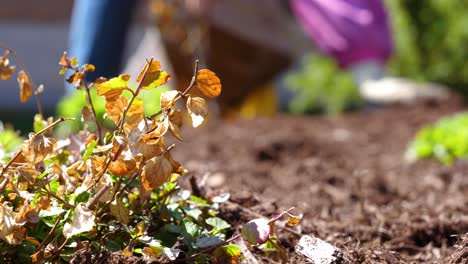 Speedwell-Perennial-Flower-Close-Up---Mulching-in-the-Garden-in-Background-60fps-Slow-Motion