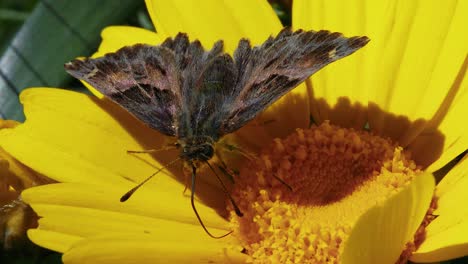 Extreme-close-up-of-brown-moth-using-its-extended-appendage-on-yellow-flower