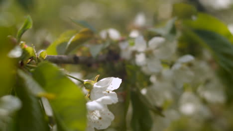 Cherry-blossom-branch-in-bloom,-tracking-close-up,-4k