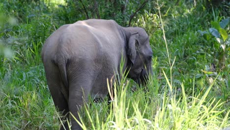 Un-Elefante-Tímido-Mostrando-Su-Espalda-Al-Turista-Mientras-Mira