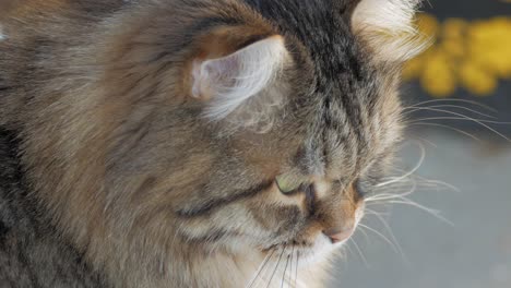 Entzückende-Und-Süße-Sibirische-Katze,-Die-Sich-Auf-Dem-Boden-Schläfrig-Fühlt