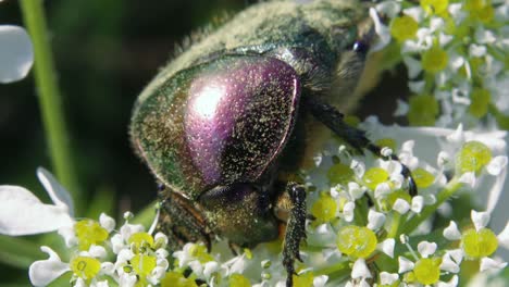 Makro-Detailansicht-Von-Oben-Des-Grün-metallischen-Käfers-Auf-Weißer-Und-Gelber-Blume