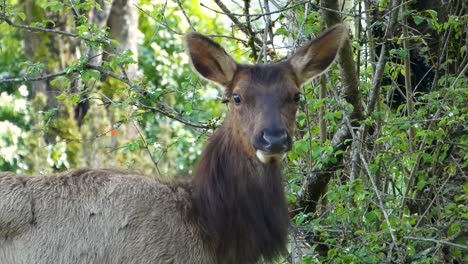 Close-up-shot-of-cute-elk-eating-branches-and-looking-at-the-camera