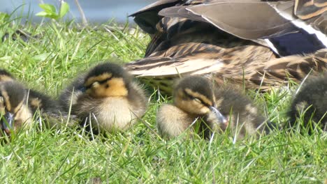 Fluffy-baby-ducklings-wildlife-sleeping-in-group-on-grassy-lake-wilderness