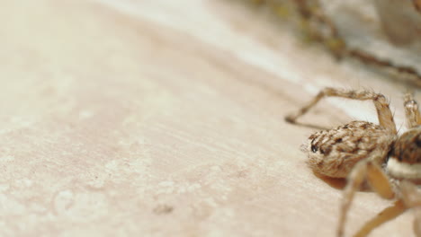 Macro-shot-of-crawling-wild-Salticidae-spider-during-sunny-day
