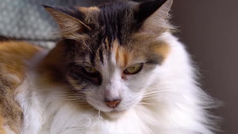 Close-up-of-a-female-cat,-three-colors-and-furry,-stare-at-the-camera-and-lick-its-mouth