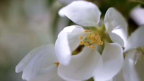 Primer-Plano-Macro-De-Hermosas-Flores-Blancas-En-Una-Cálida-Mañana-De-Primavera